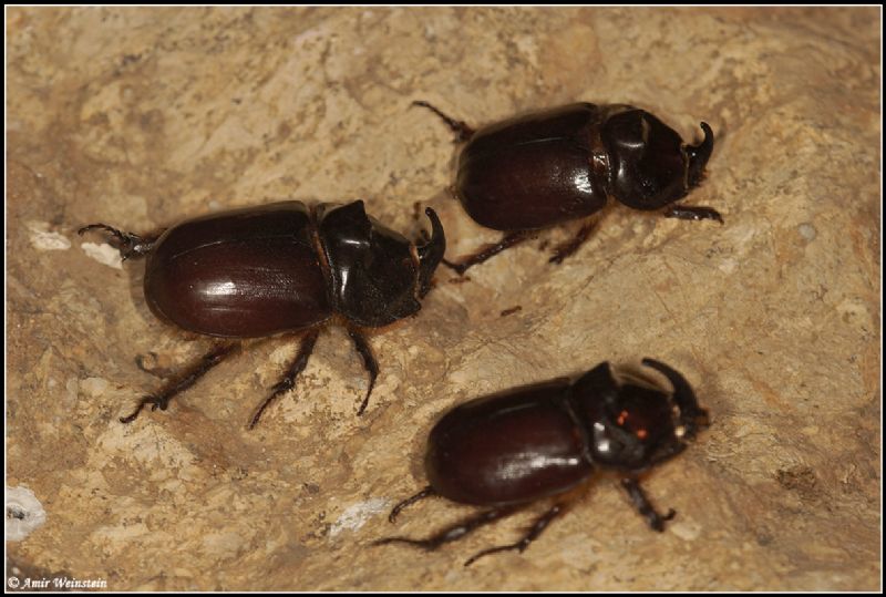 Scarabaeidae d''Israele - Oryctes nasicornis ssp. kuntzeni